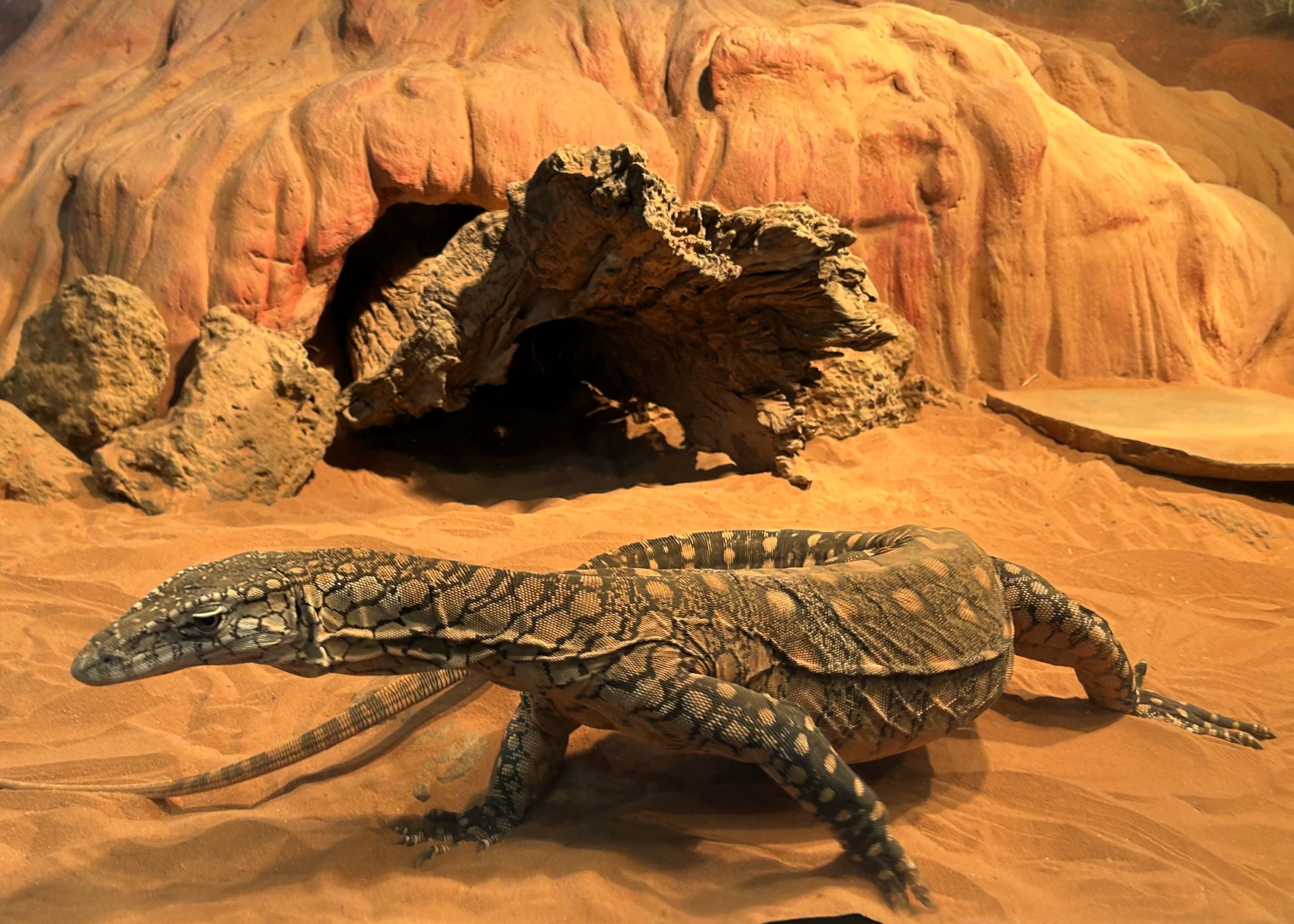 Perentie Monitor