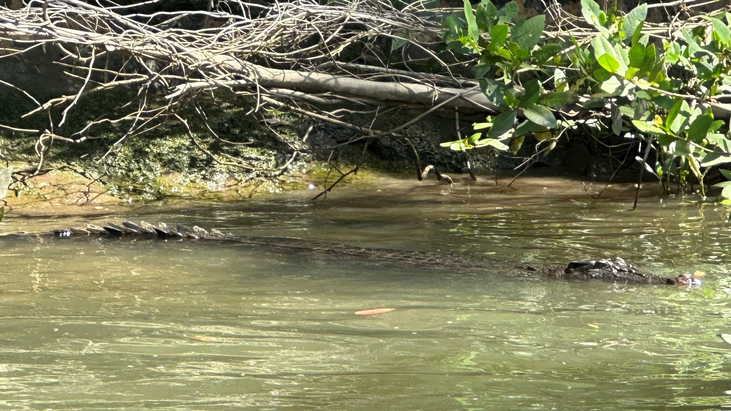 Saltwater Crocodile