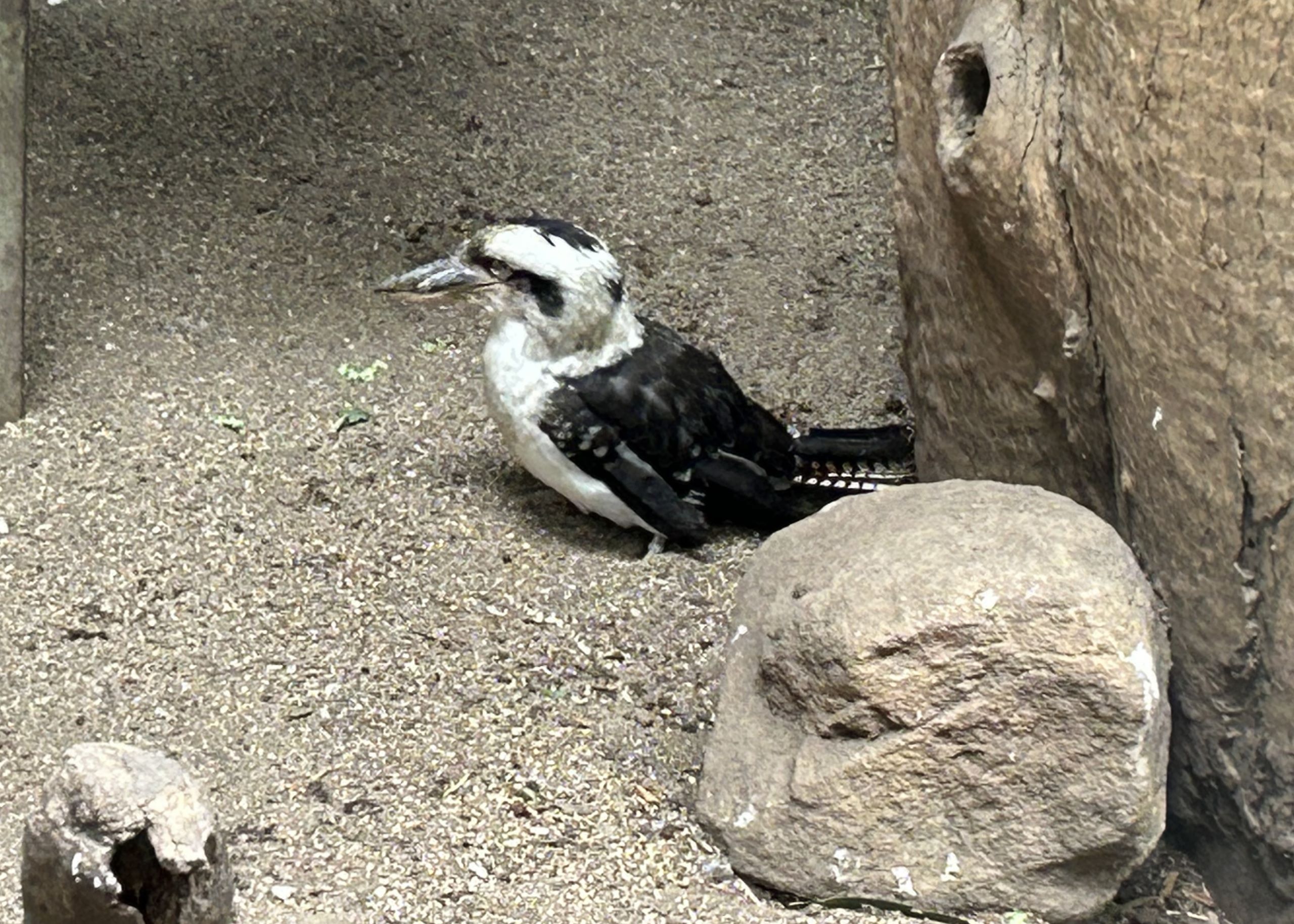 Kookaburras