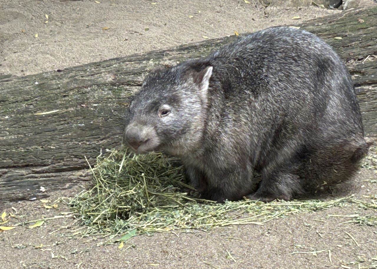 Wombats