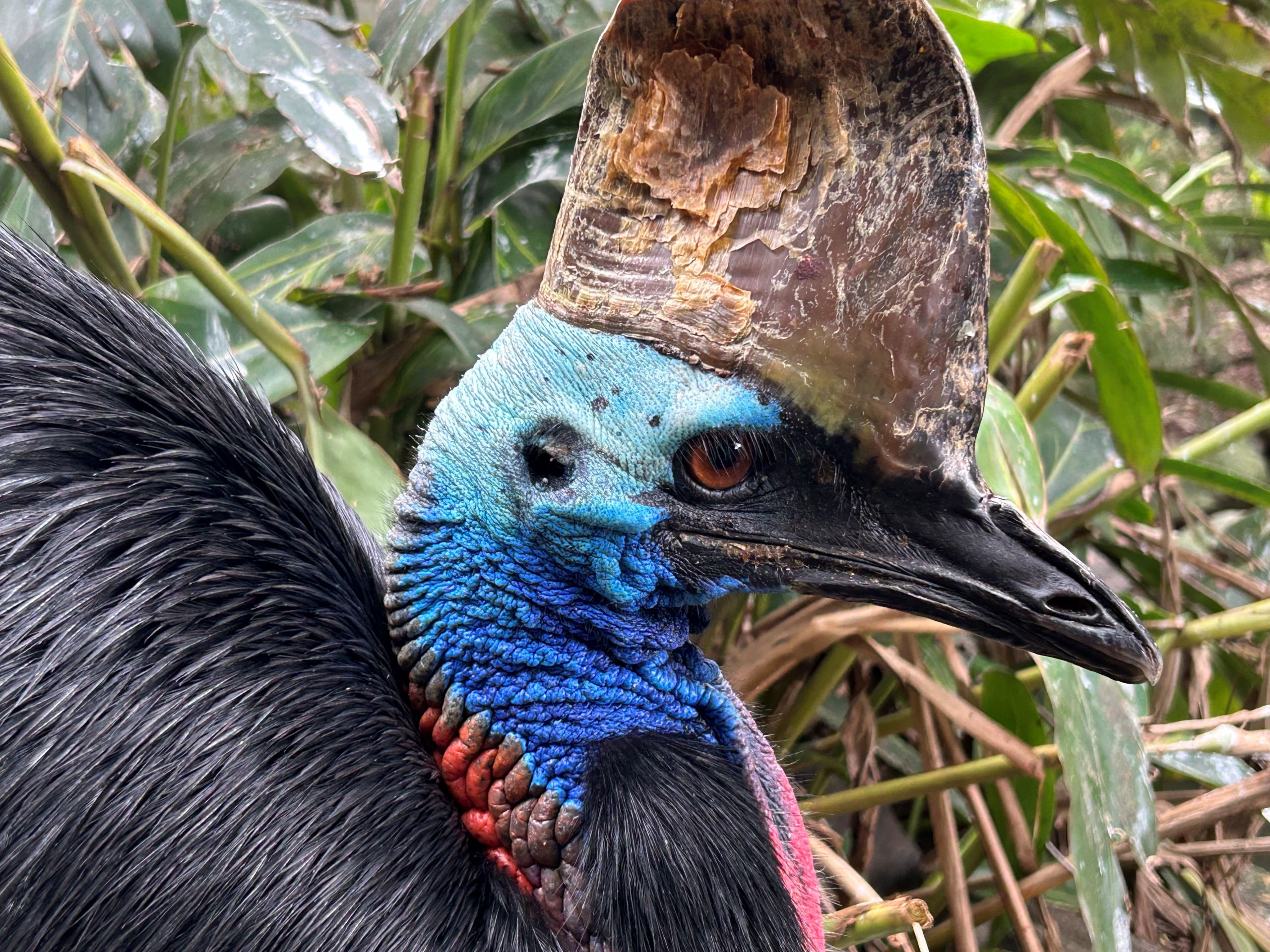 Southern Cassowary