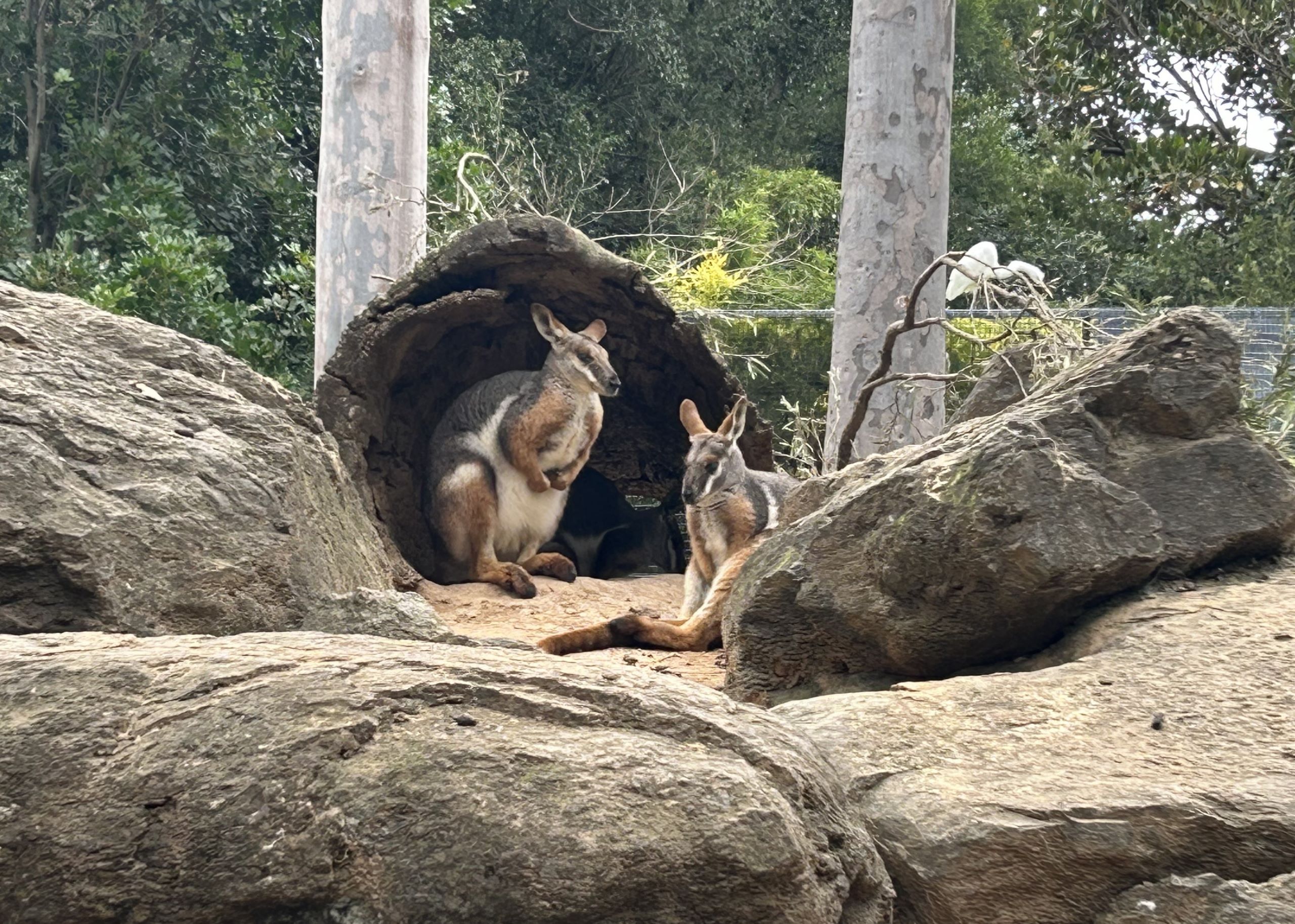 Rock Wallaby