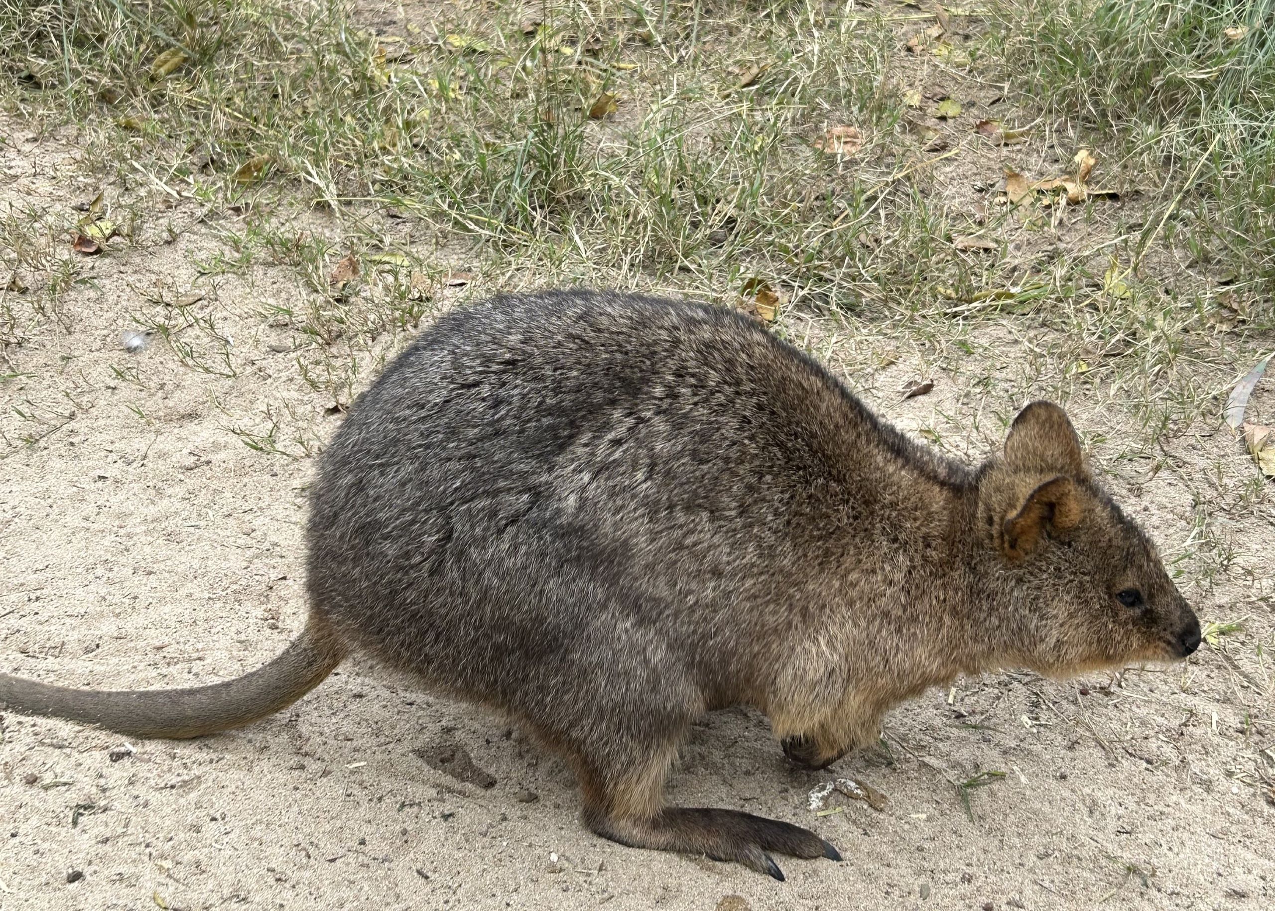 Quokka