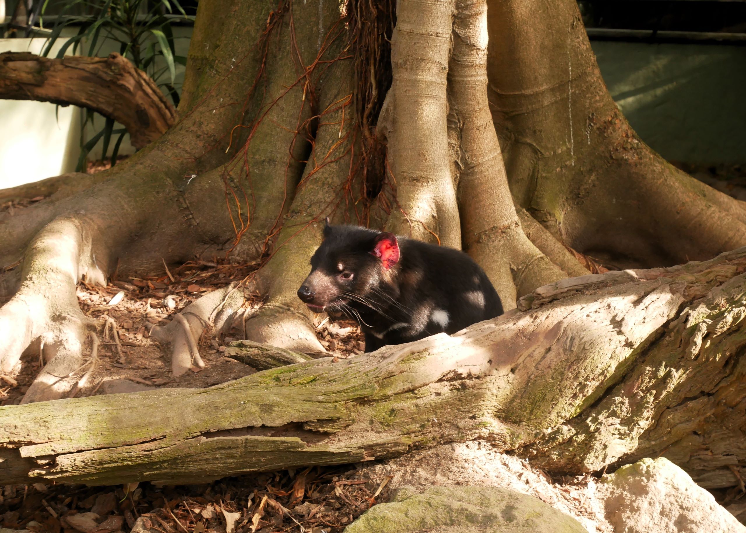 Tasmanian Devil