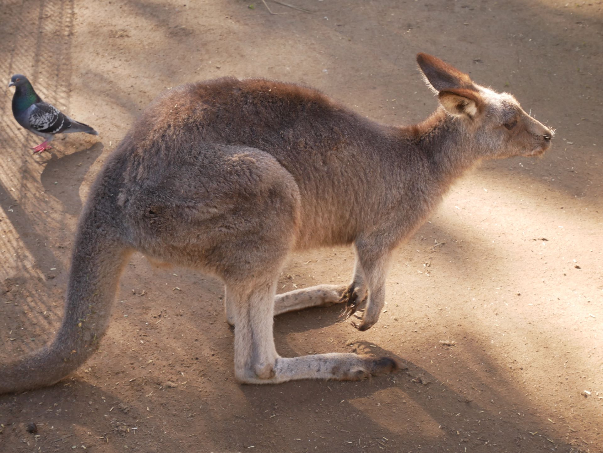 Kangaroo