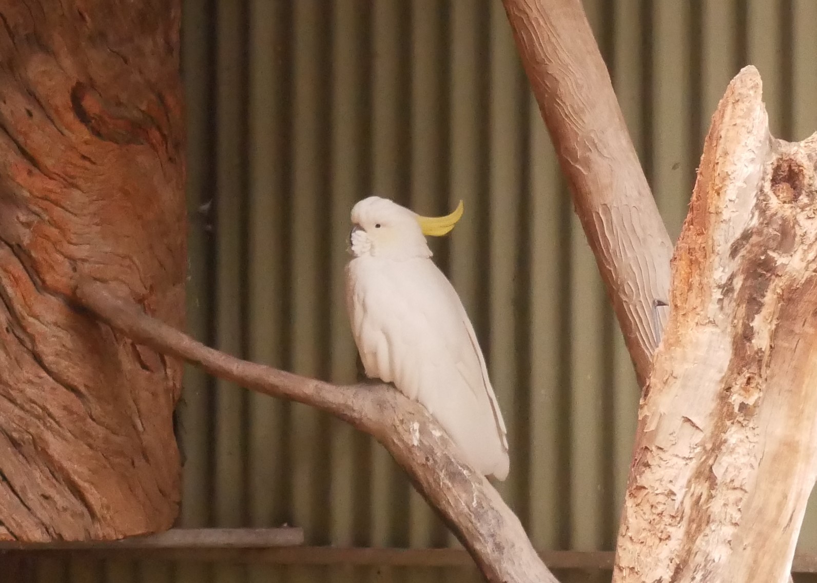 Cockatoos