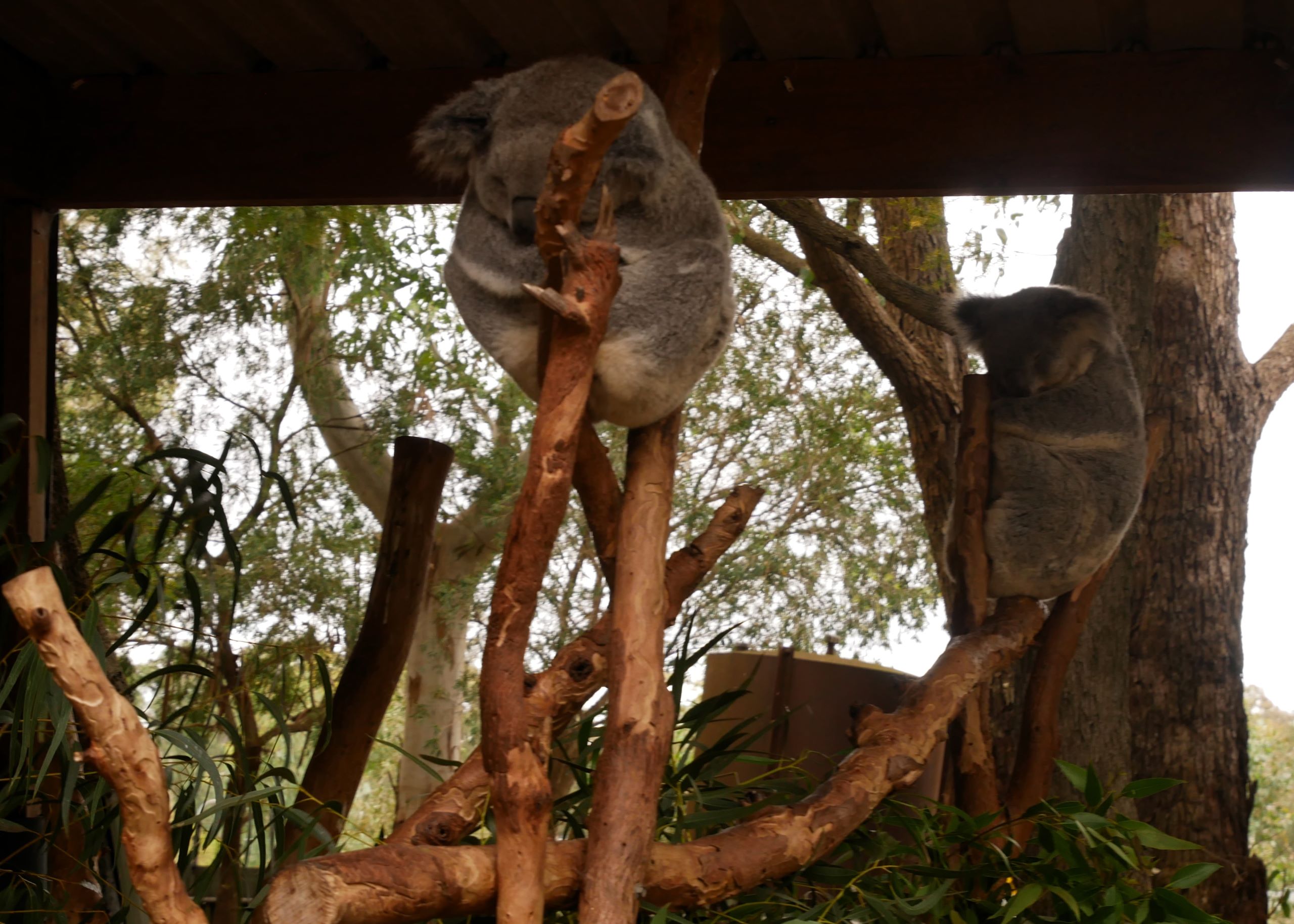 Koalas