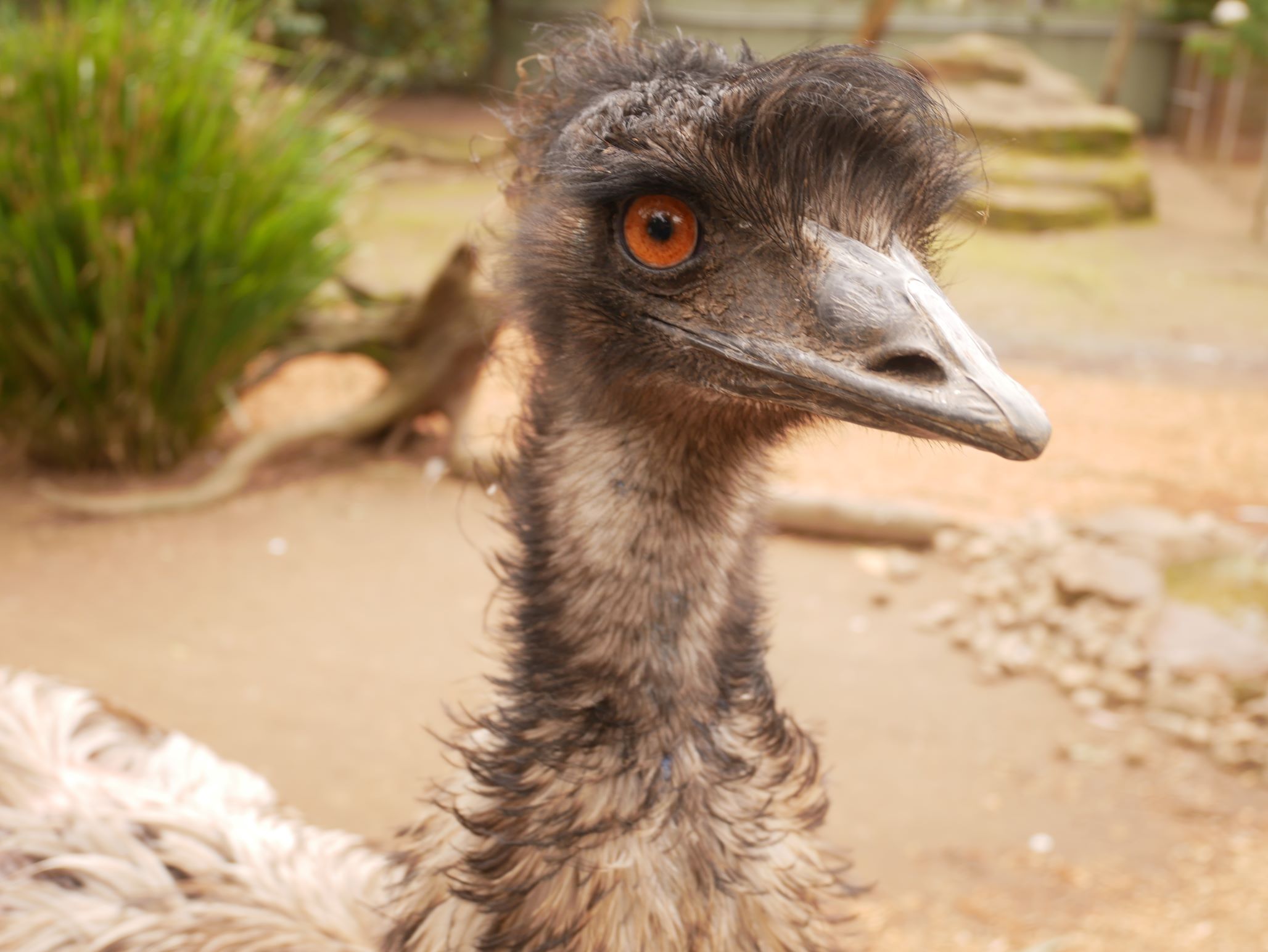 Emu