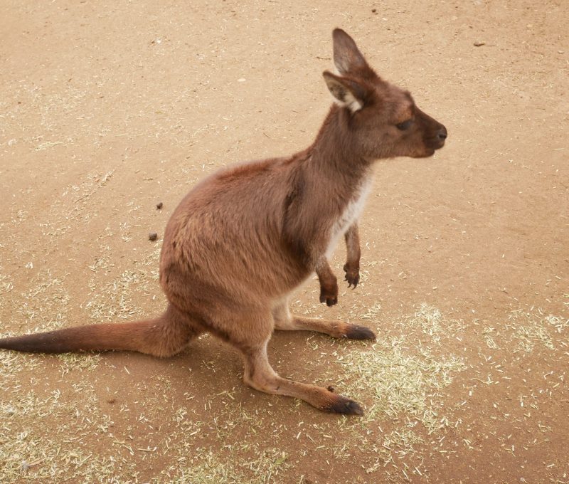 Kangaroo Fact Sheet – Aussie Animal Academy